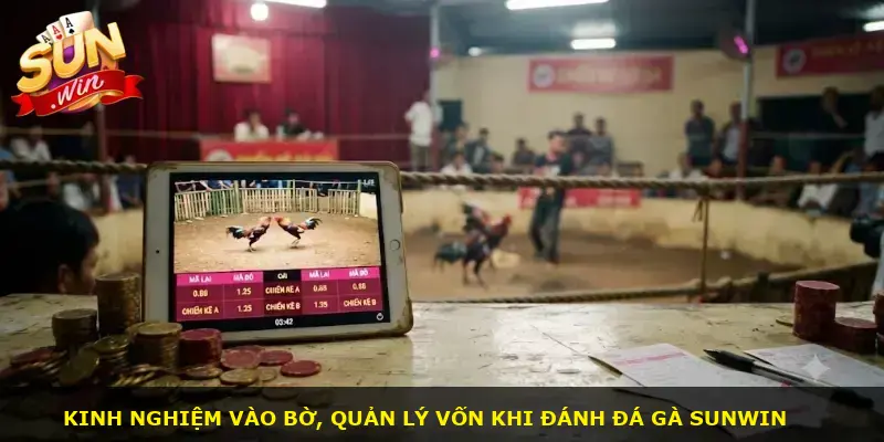 Đá gà miền Nam Sunwin - ảnh 3