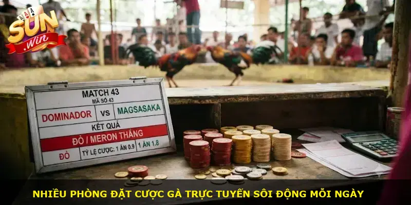 Đá gà Philippines Sunwin - ảnh 1