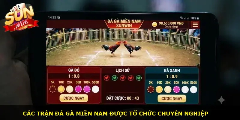 Đá gà miền Nam Sunwin - ảnh 2