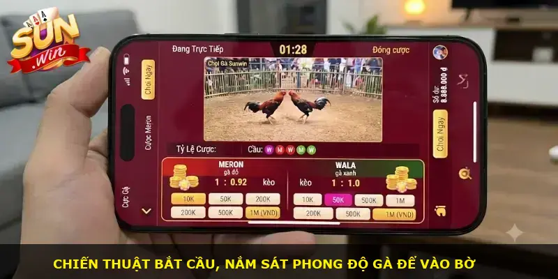 Đá gà Campuchia Sunwin - ảnh 3