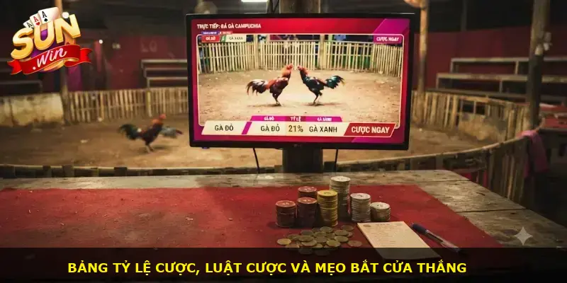 Đá gà Campuchia Sunwin - ảnh 2